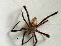 Argiope radon DSC00030 edit